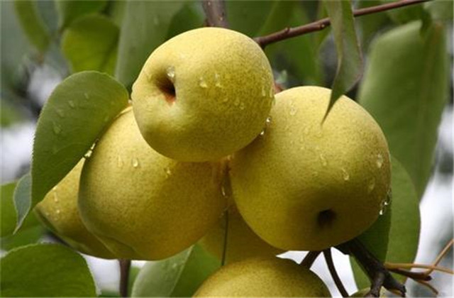 梨树常见的病虫害,梨树的病虫防治方法有哪些