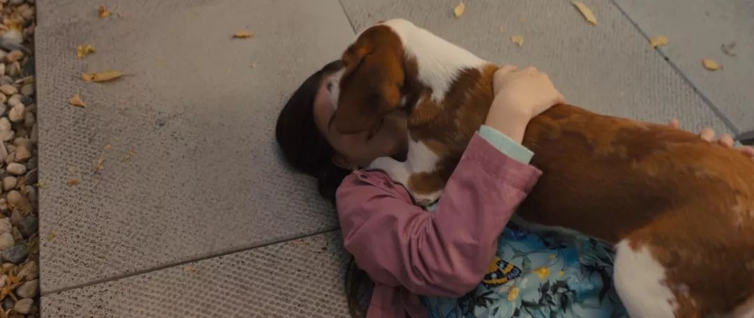 暖心治愈萌宠电影,萌宠电影超感人