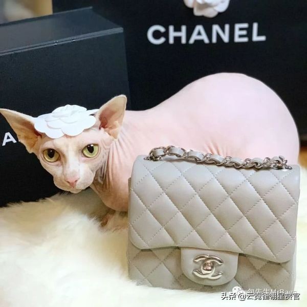 非常好看的宠物包,大家的包都带什么玩偶