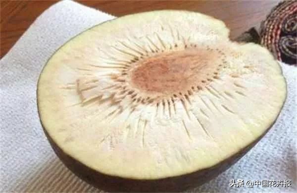 从小就觉得面包树上结的是“面包”？你只差一个亲眼看看的机会