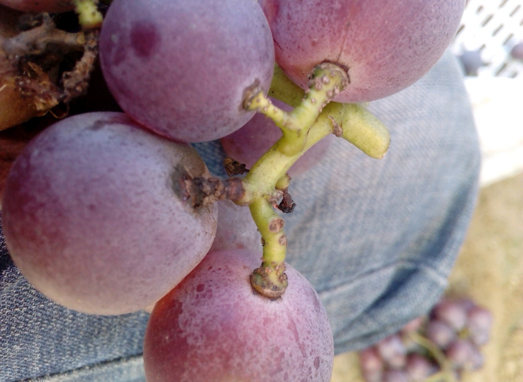 葡萄成熟期软果原因,葡萄成熟期穗枯落果最佳解决方法