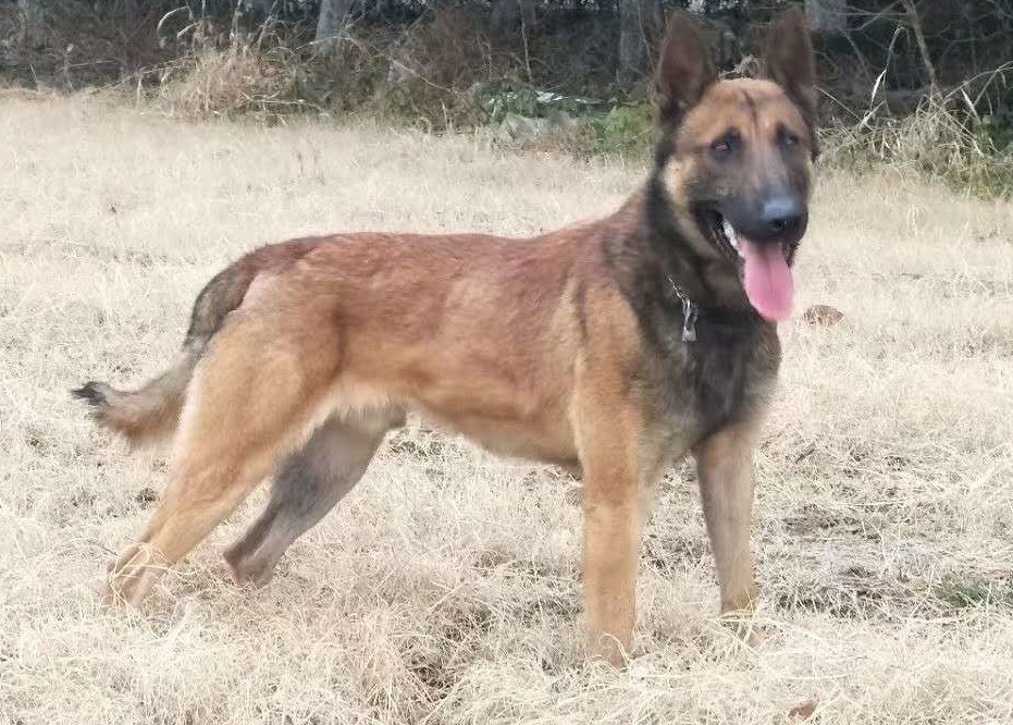 意大利护卫犬卡斯罗犬完美展示,最优秀的护卫犬卡斯罗