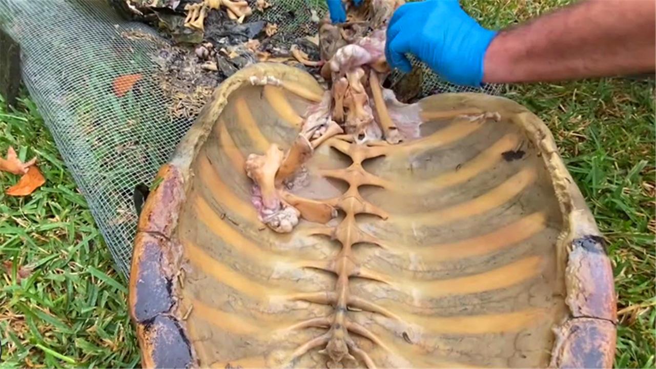 乌龟被拆了还能活吗,乌龟被挖出来