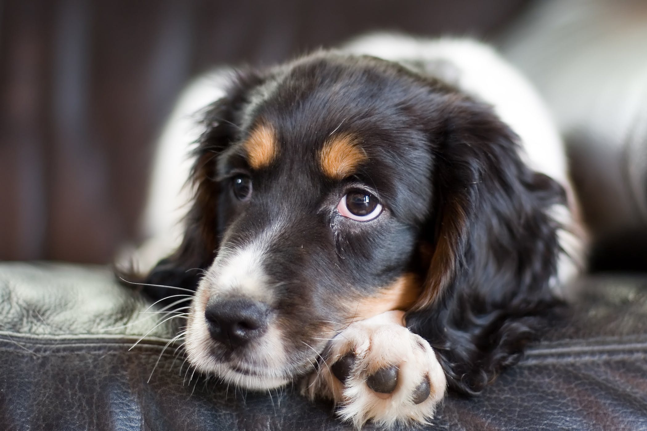 狗跑会儿嘴巴有白沫是怎么回事,狗吐白沫是什么原因引起的