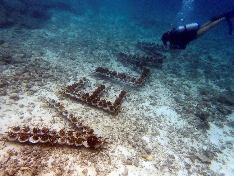 马尔代夫维拉岛,马尔代夫维拉私人岛完整版