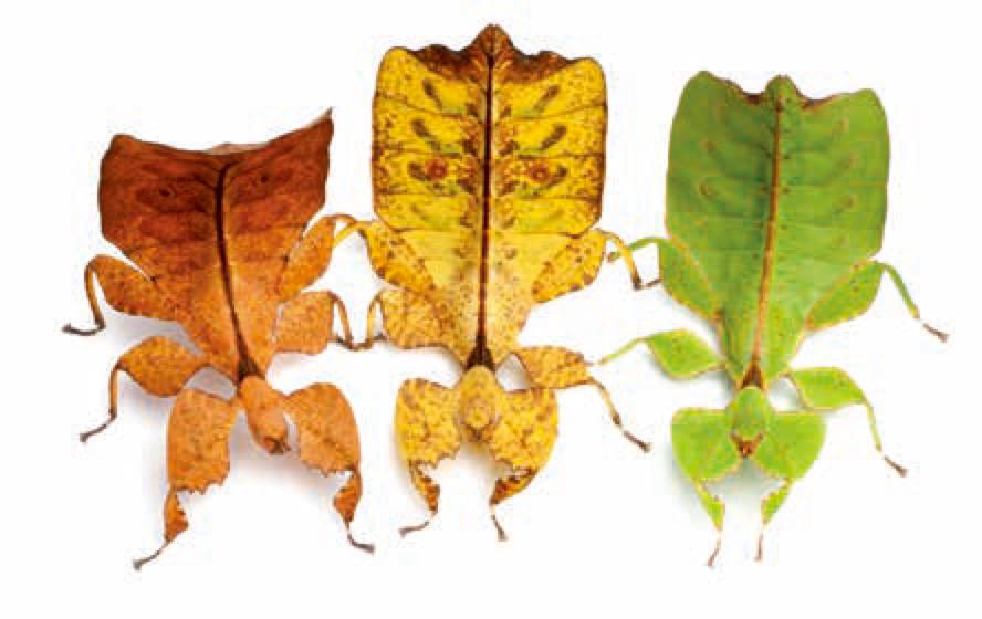 100种动物的怪异行为,32种稀奇古怪的动物