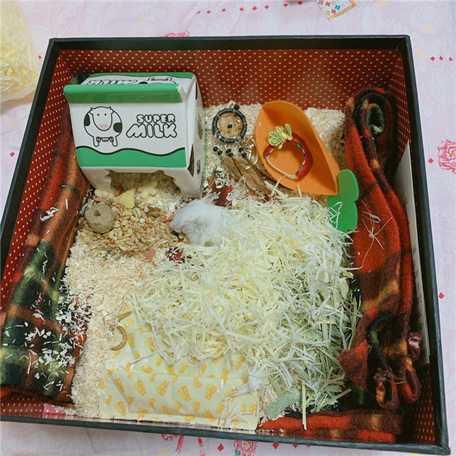 仓鼠怎么养它的寿命才会更长,仓鼠的寿命怎么保持