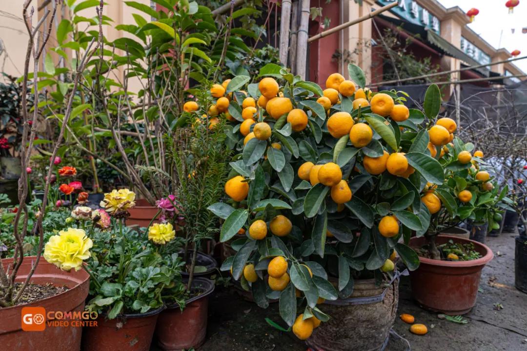 重庆最大的花市在哪里,重庆花市排名前十名