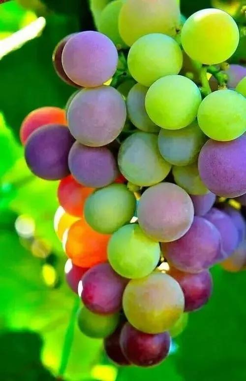 各种水果吃法时间表,7种水果要经常给孩子吃