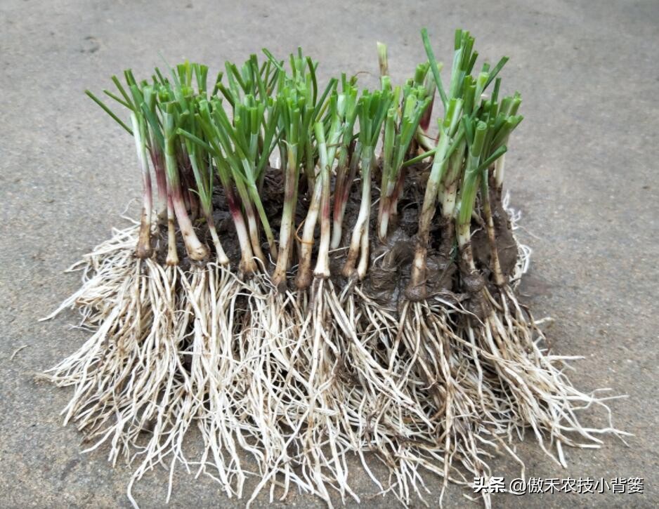 韭菜如何进行种子种植,韭菜播种方法和步骤