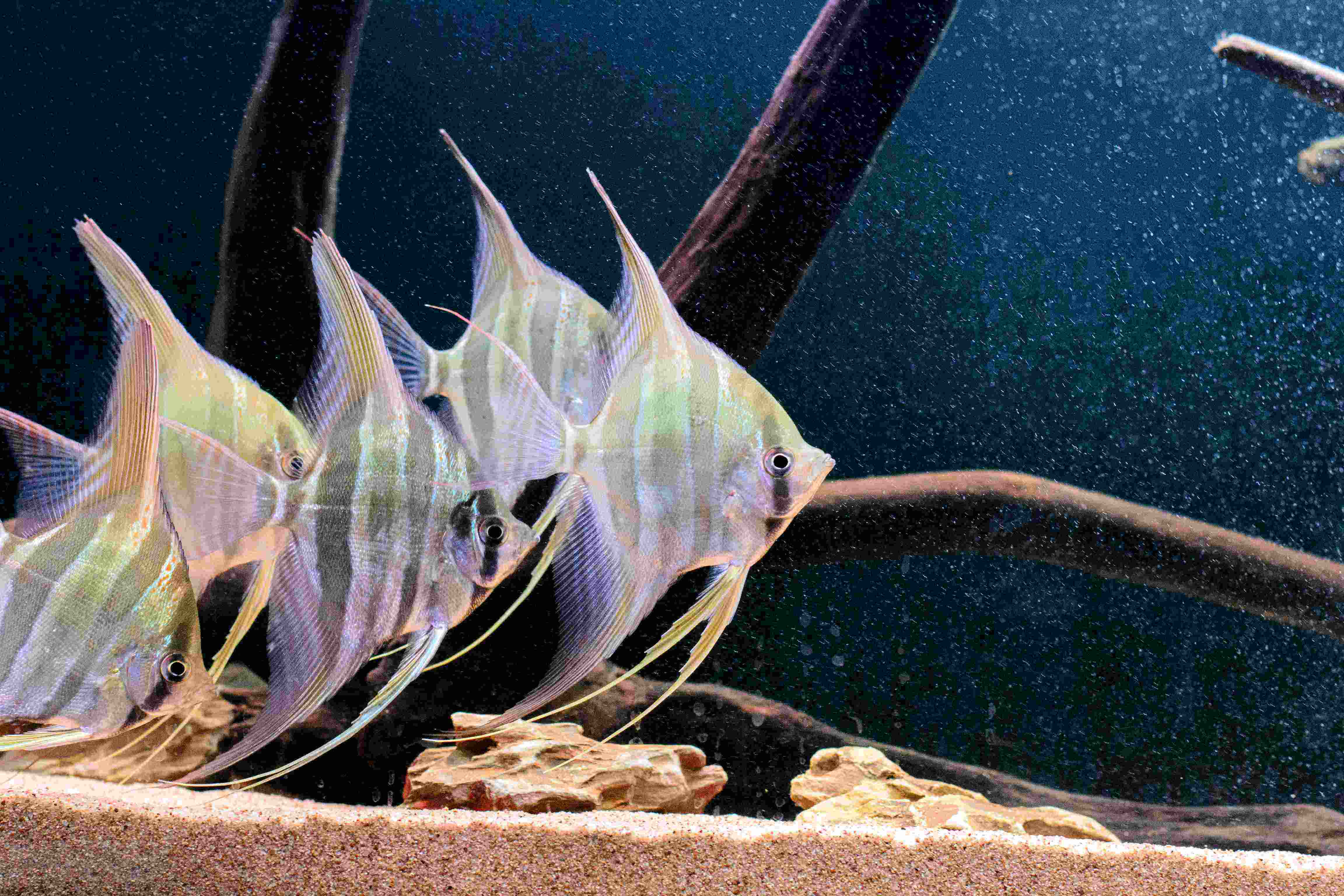 鱼缸死鱼是挡煞吗,鱼缸死鱼为什么放冰箱