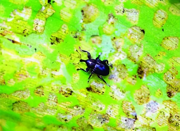 水葫芦泛滥成灾如今为何消失了,水葫芦为什么能在我国泛滥