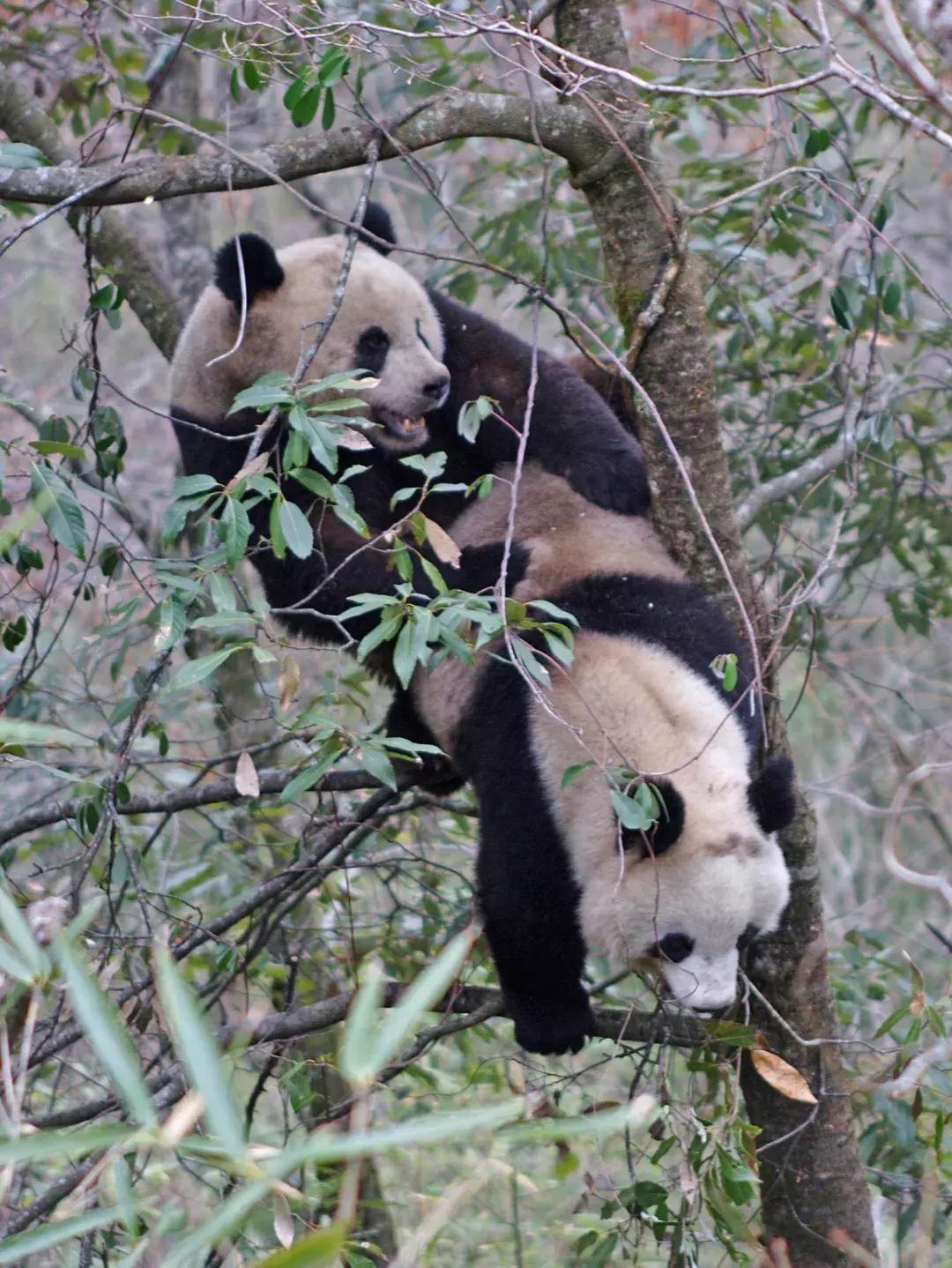 你才可爱你全家都可爱怎么回,你才可爱你全家都可爱出处