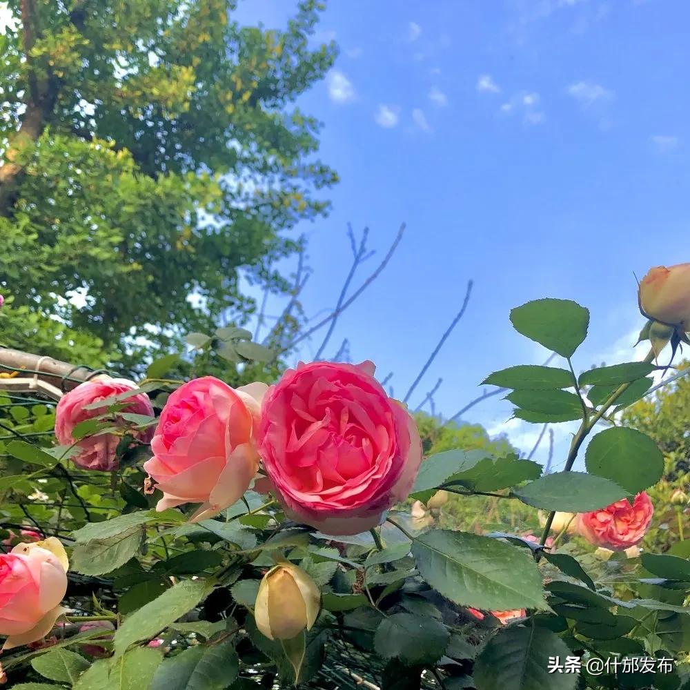 不负好春光文章,不负好春光的上一句