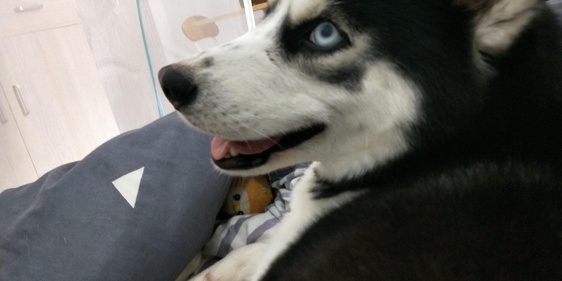 母狗没交配突然怀孕了？铲屎官表示操心啊。