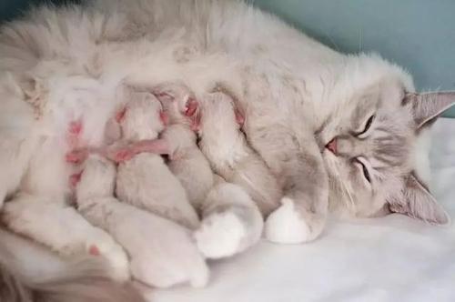 为什么猫咪会踩脚印呢,为什么猫咪会踩来踩去的