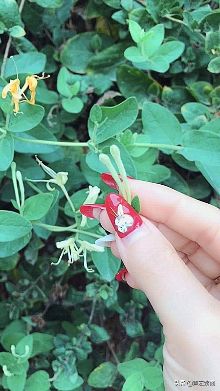 金银花的故事传说,关于中药材金银花的故事简短