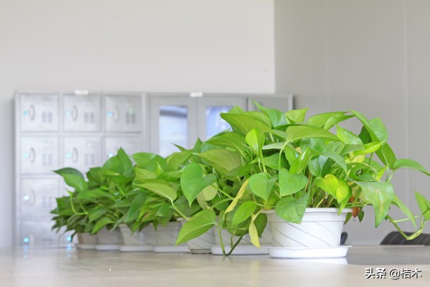 水培植物养殖方法和注意事项,植物转水培注意事项