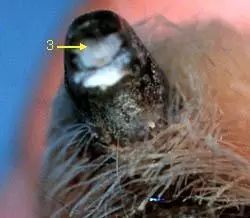 狗狗后肢无力是怎么回事,狗狗后肢无力吃什么药