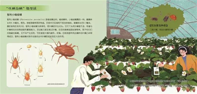 谁在保卫大棚蔬菜不被害虫啃光？这里正上演“以虫治虫”的“微型战争”
