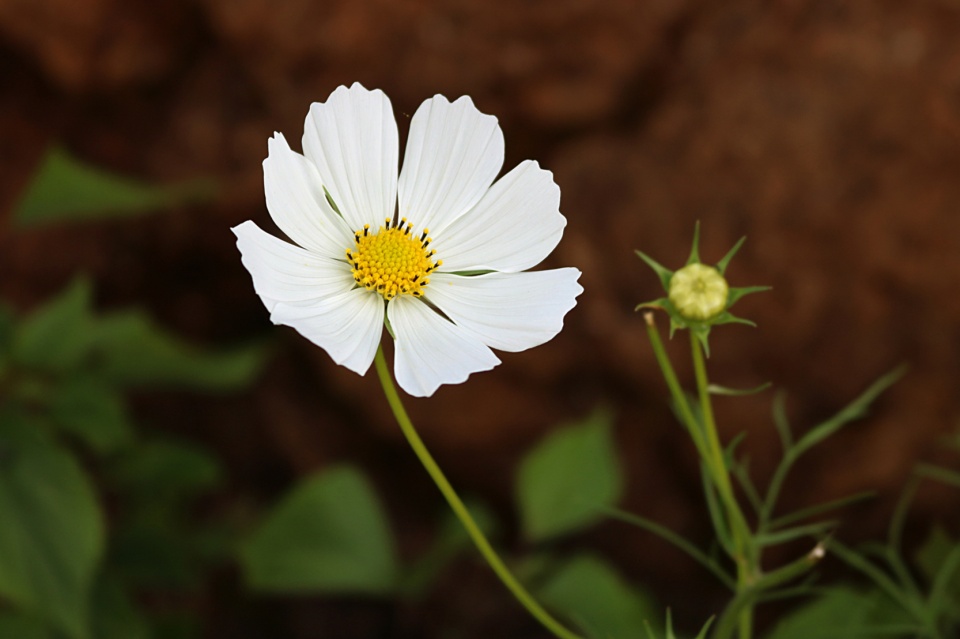 双子女的魅力在十二星座里怎么样,十二星座双子女跟哪个绝配