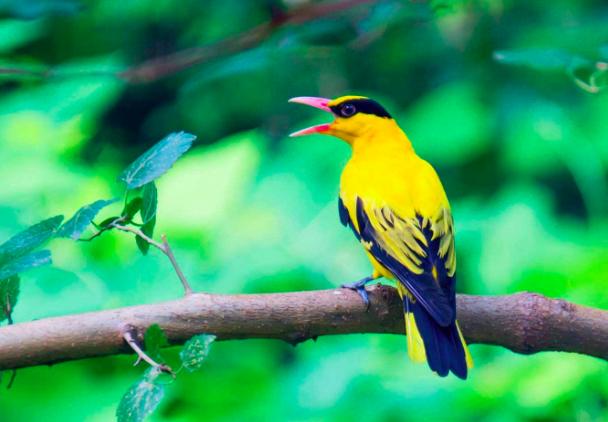 晏殊关于春天的诗词,晏殊描写春天的词句