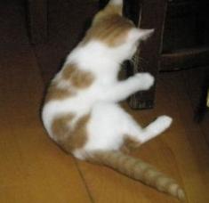 来看看你家猫在古代叫什么名字,古代猫咪花色名称大全