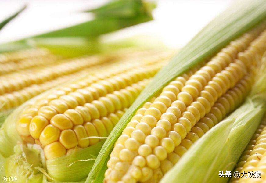 大师用玉米钓鱼怎样调漂,简单易学的钓鱼老玉米制作