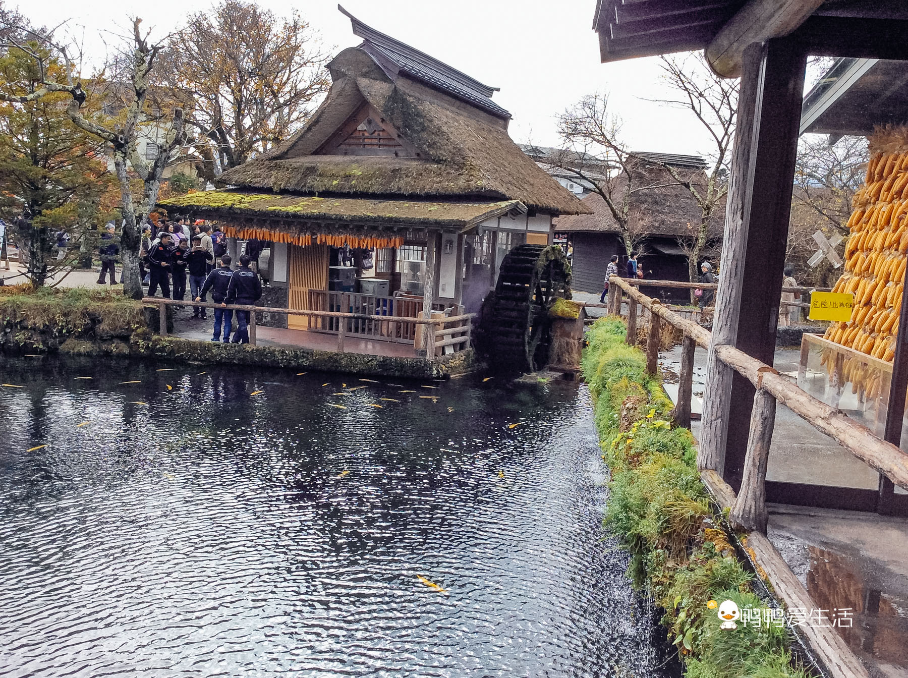 日本“小九寨”藏在富士山下,5月起繁花盛开,还能把泉水带回家