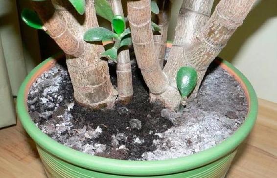 盆栽土壤长毛怎么办,盆栽土壤发霉长虫怎么办