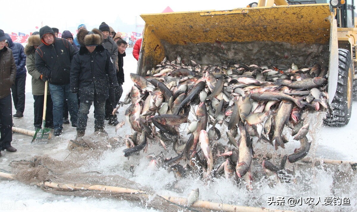 花鲢鱼头吃货,花鲢胖鱼头