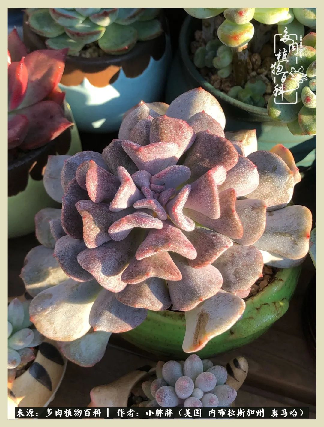 多肉小白入坑攻略,多肉小白2个月成功入坑