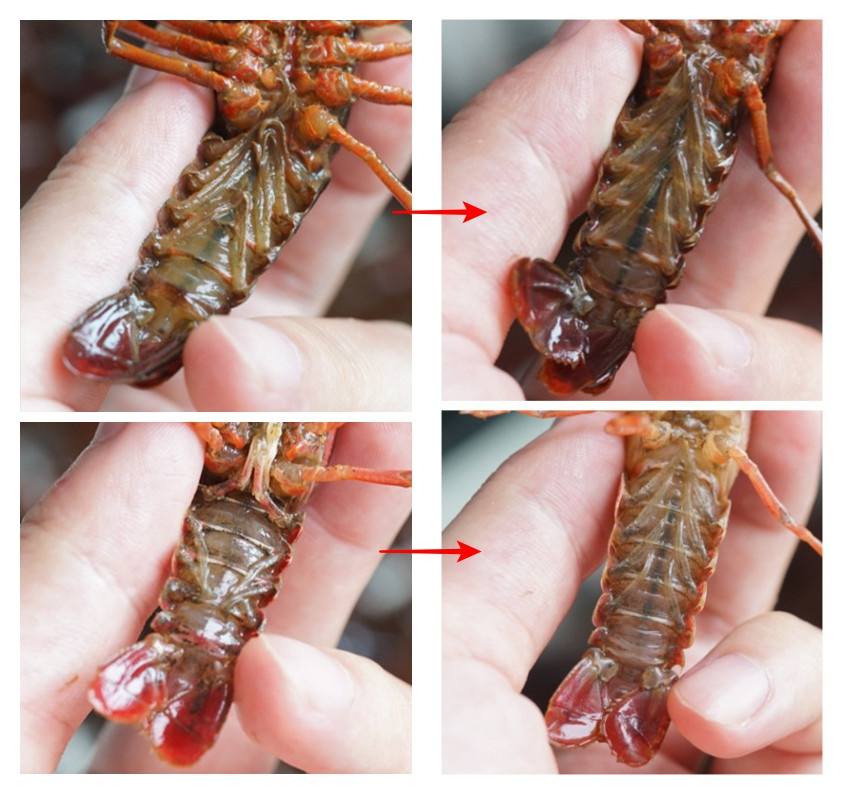 美的洗碗机p40-pro使用方法,美的p40洗碗机添加洗碗盐视频