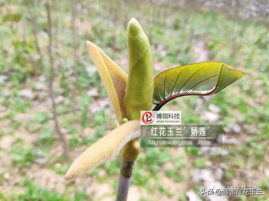 娇红一号玉兰真假识别,娇红一号玉兰和黄鸟玉兰区别