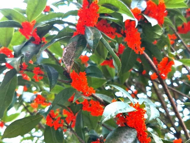 金秋十月金灿灿的桂花又香又美丽,又香又美的红桂花