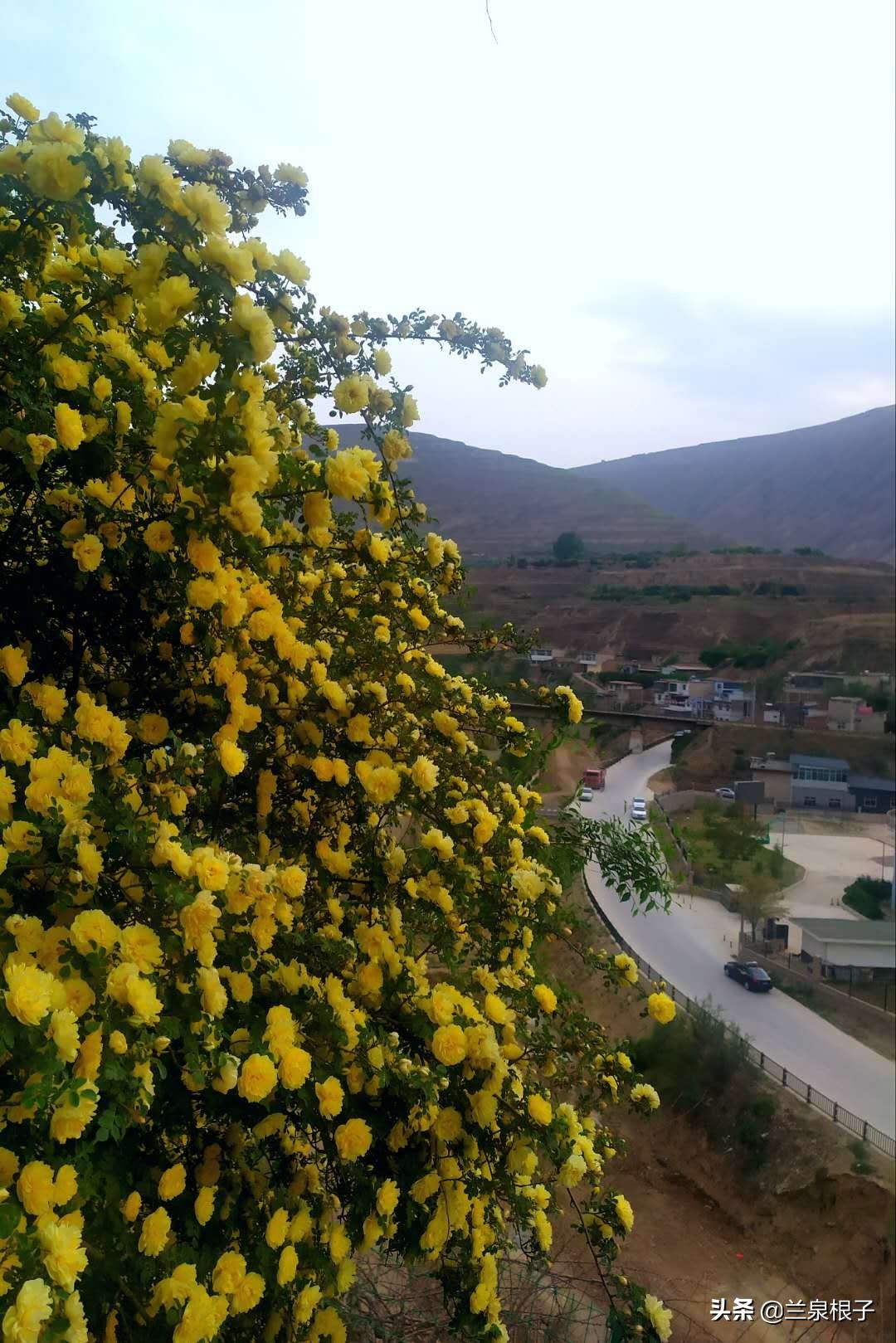 最美黄玫瑰,歌曲黄玫瑰你最美