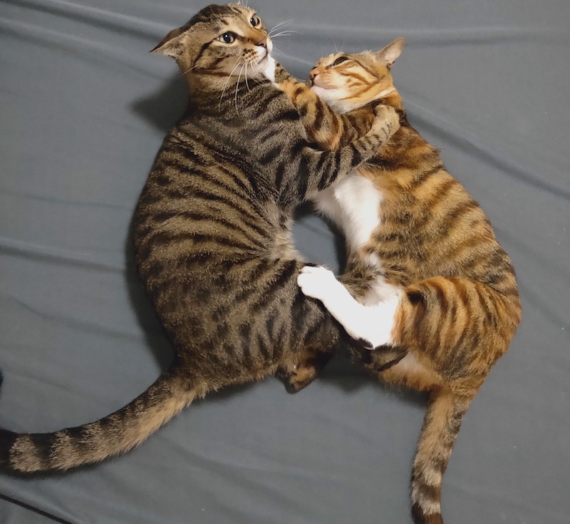 养了一对猫兄妹怎么办,养兄妹猫好不好