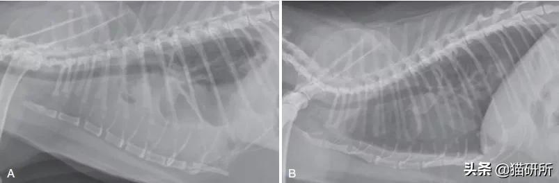 猫脓胸和乳糜胸鉴别诊断,猫得乳糜胸会好吗