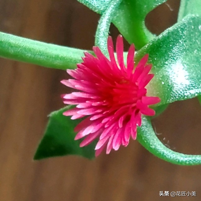 牡丹吊兰为什么不建议养,牡丹吊兰根太老影响开花吗