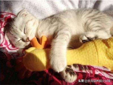 猫突然打了个喷嚏是怎么回事,猫怎么突然打了个喷嚏