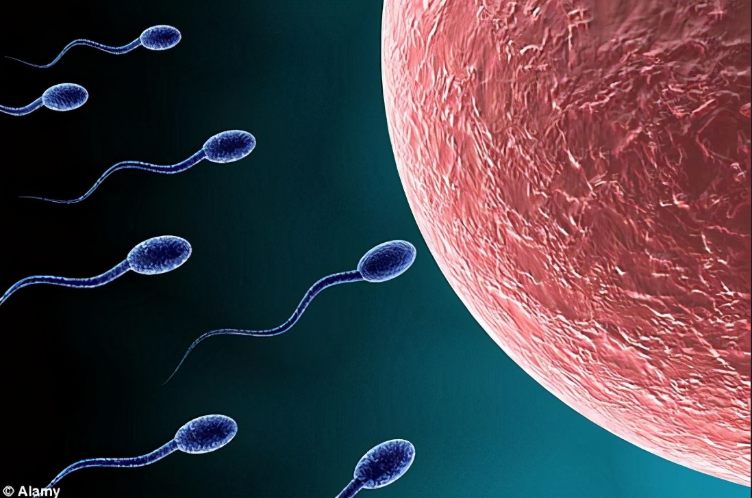 科学家发现精子运动规律,科学家们首次发现精子的运动规律