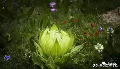 山上的雪莲花,山上雪莲的照片