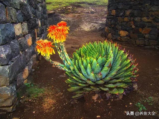 世界名贵花图片大全集,世界上最漂亮名贵的花卉