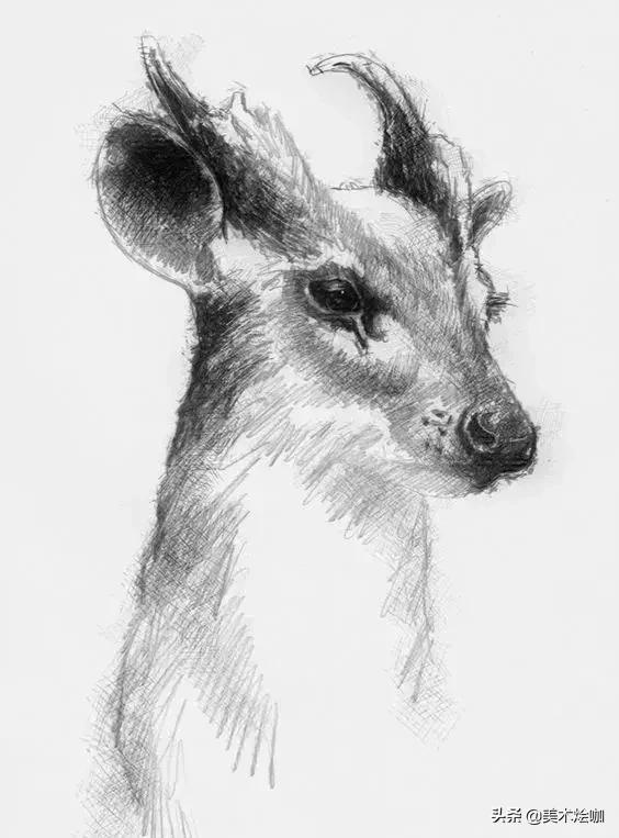6-12岁儿童素描课程画动物,素描动物教程简单8-12岁