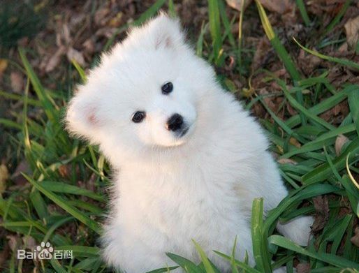 不掉毛无体味性格温顺的小型犬,宠物狗大全表