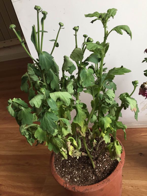 秋菊花叶子发黄怎么办,秋菊蔫了怎么办