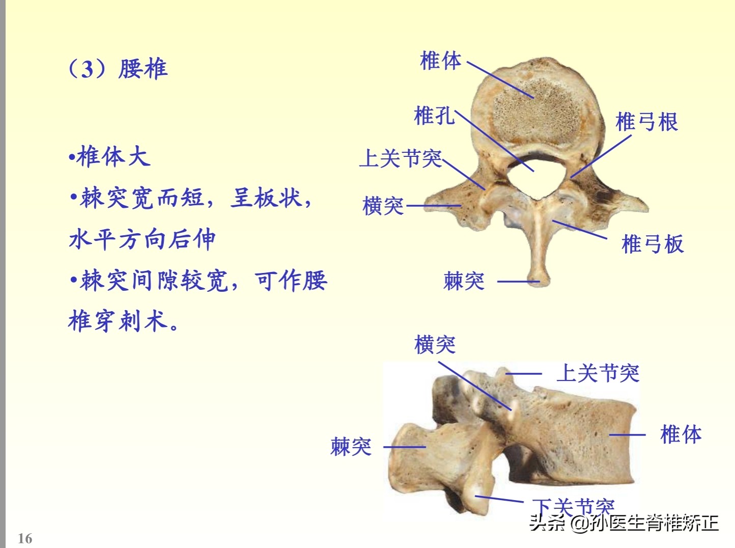 解剖学基础ppt完整版,人体系统解剖学ppt完整版