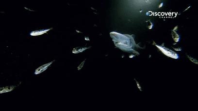 美国渔民发现一条巨型鲨鱼,世界上最濒危的鲨鱼