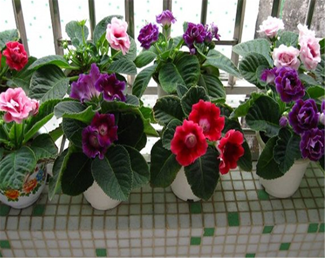 烟灰当肥料放哪种花最好,烟灰可以直接做花肥吗