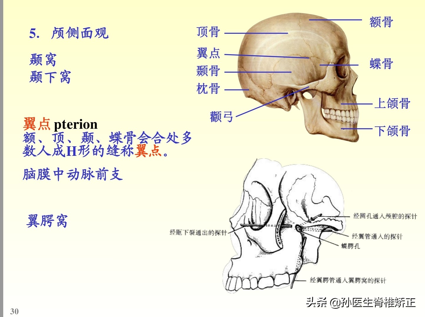 解剖学基础ppt完整版,人体系统解剖学ppt完整版
